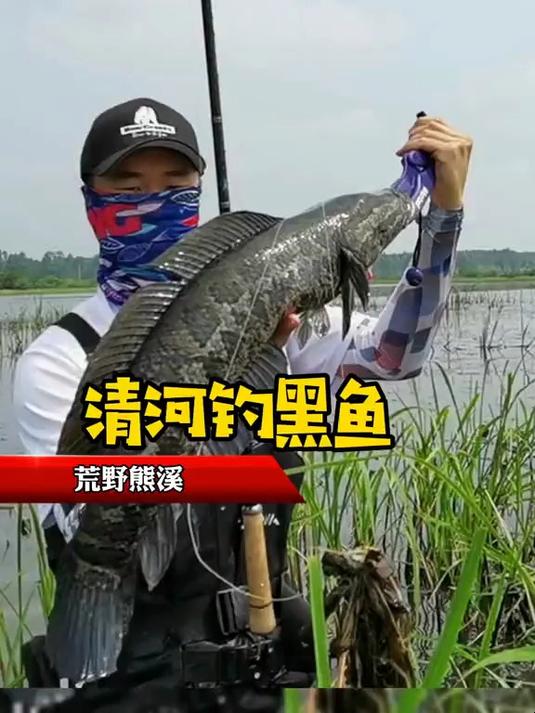 黑鱼来了