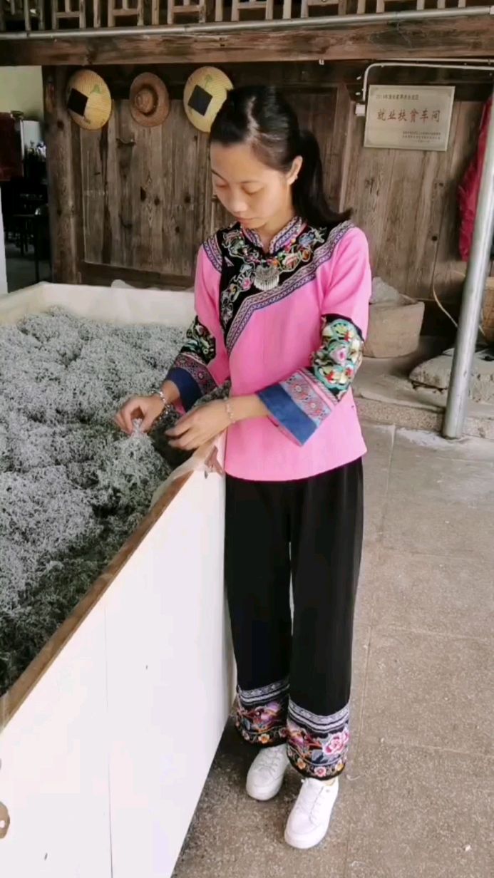 知道我们莓茶的制作流程不,万颗的嫩芽尖尖才能制成一斤的干茶