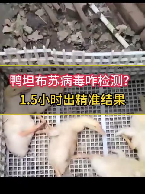 鸭坦布苏病毒咋检测？1.5小时出精准结果