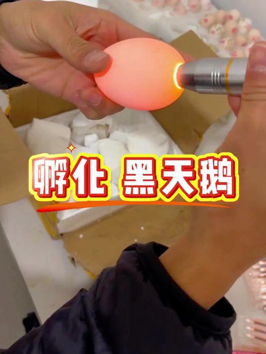 孵化黑天鹅蛋 最近越来越喜欢 婆罗门鸡了