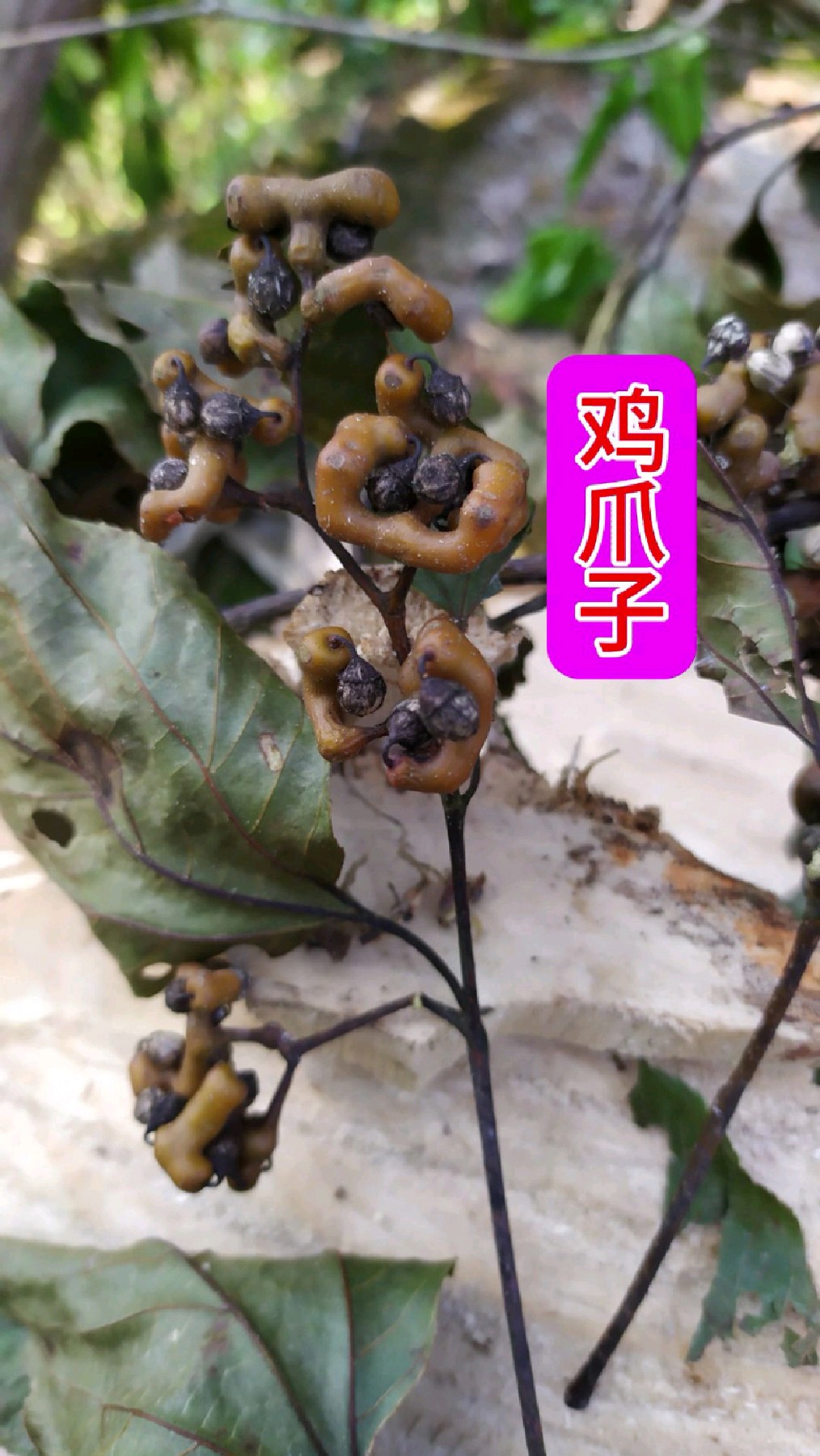 枳椇,这种水果老百姓叫它鸡爪子,是一种非常古老的水果,诗经里面都有它的记载