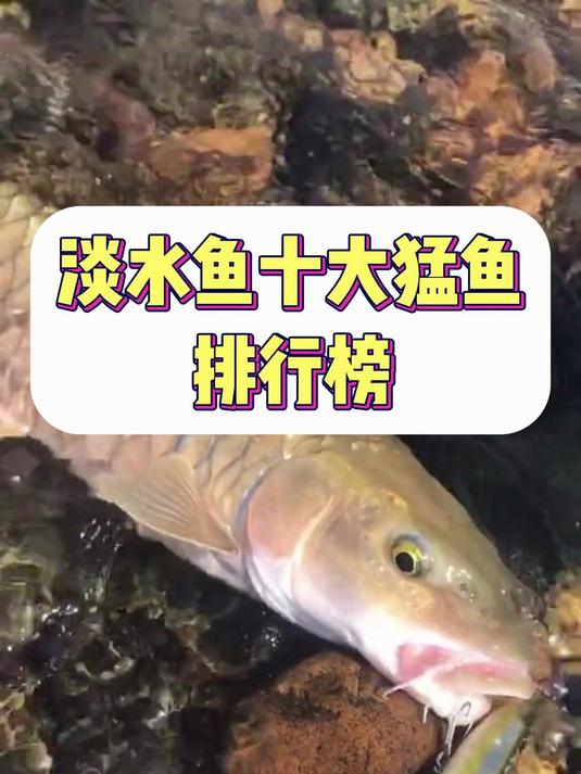 淡水鱼十大猛鱼排行榜