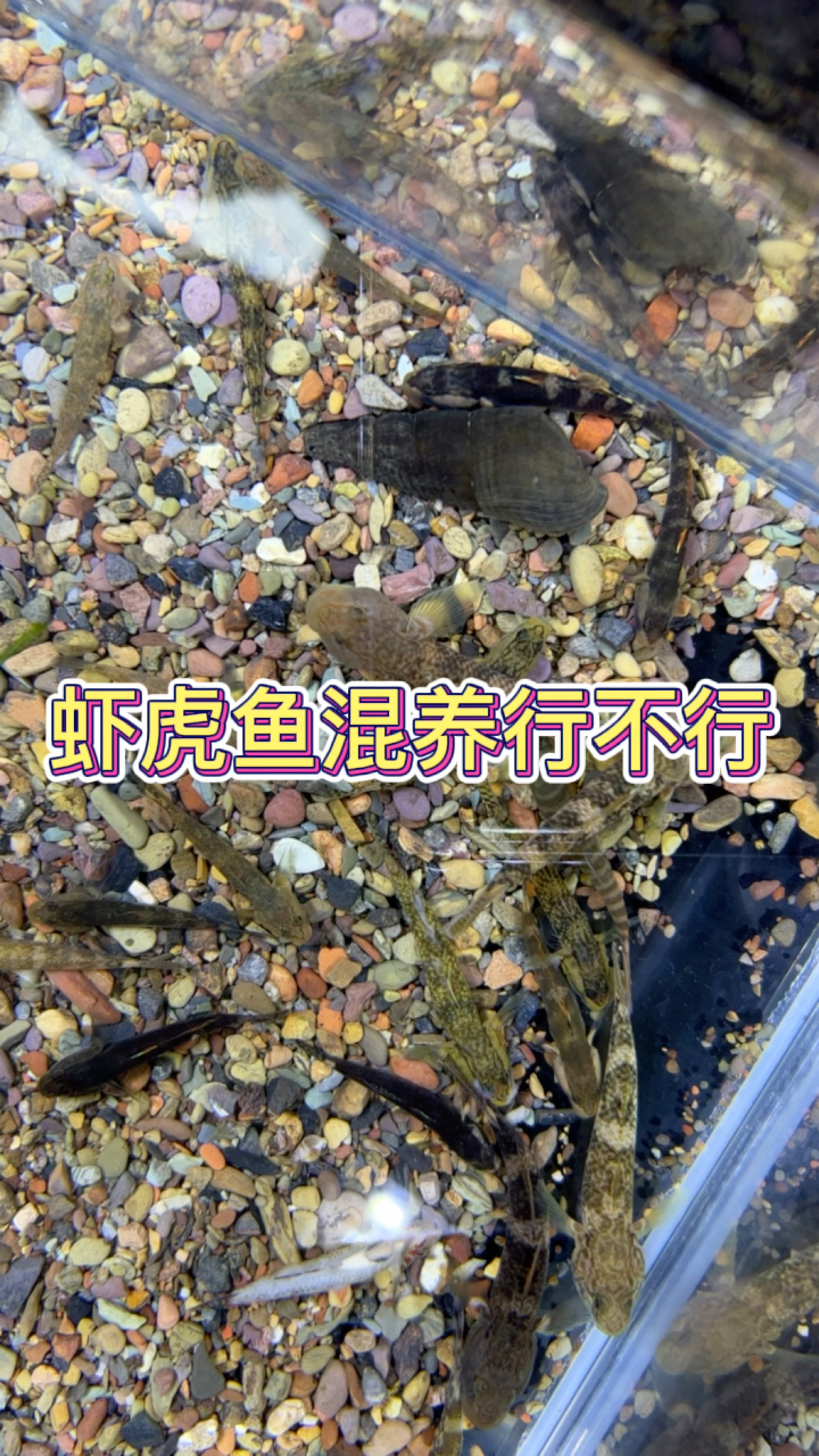 虾虎鱼混养行不行?