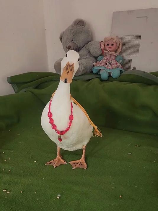 可爱的小鸭