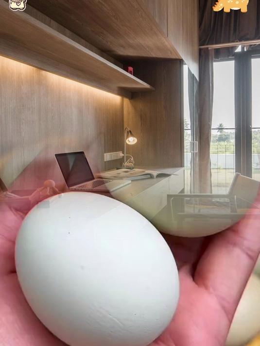 绿壳乌鸡蛋,大自然的营养密码,为家人健康囤起来