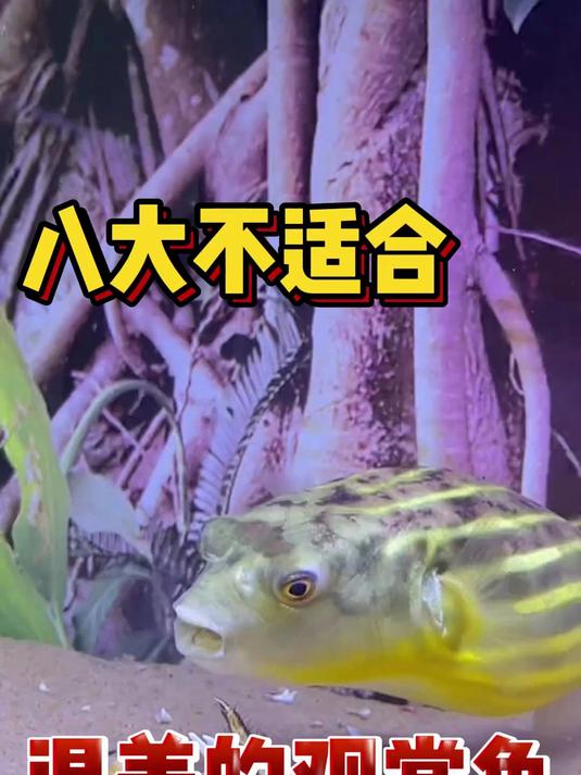 八大不适合混养的观赏鱼2.0