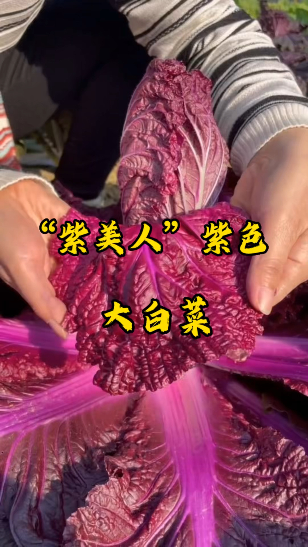 不要再种普通的大白菜了,种一下这款紫美人紫色大白菜吧!