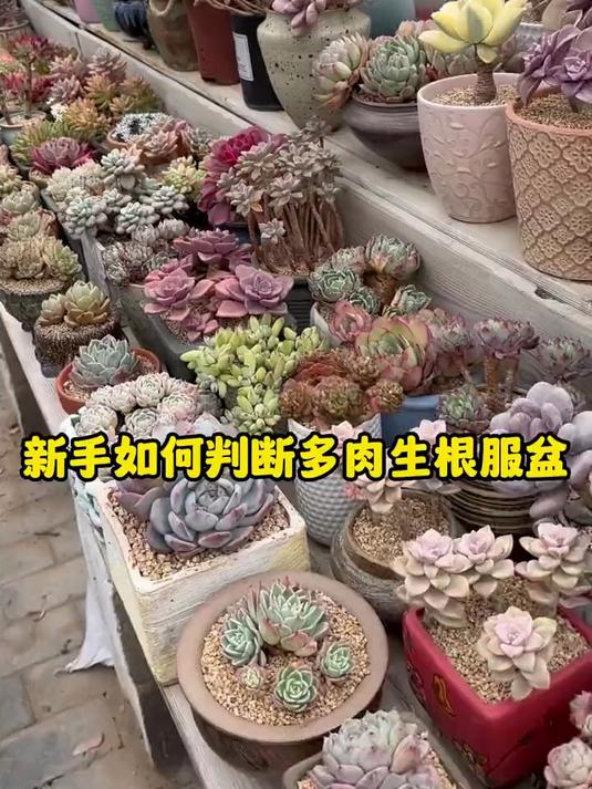 新手用以下办法判断多肉生根服盆，不要在拔出来看，是不是生根了