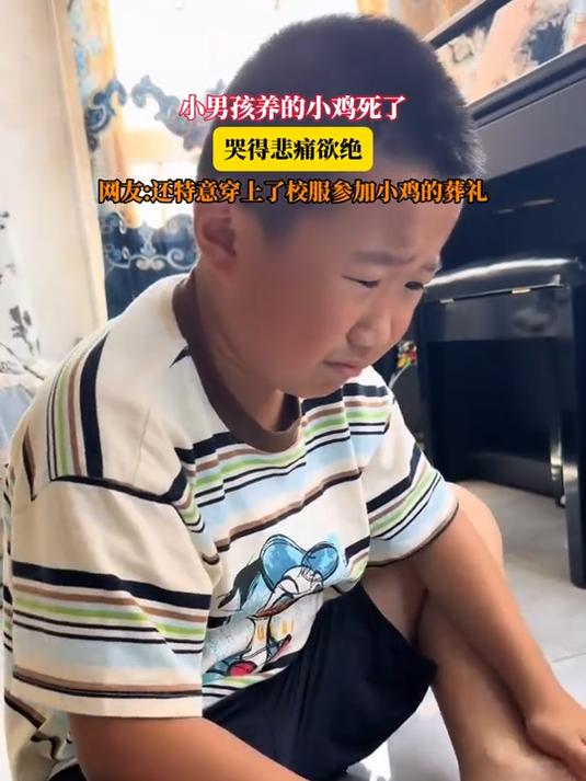小男孩养的小鸡死了，哭得悲痛欲绝