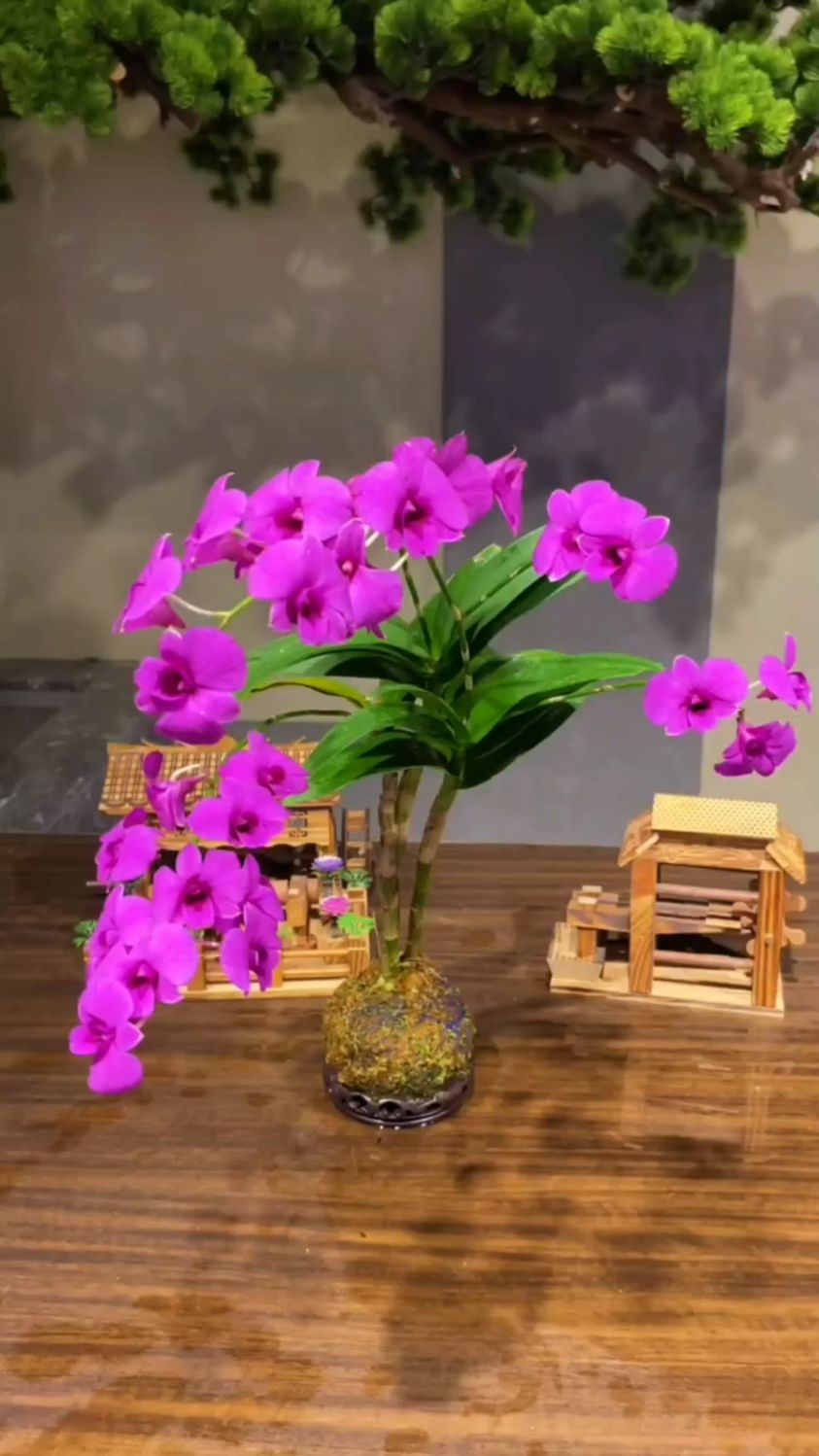 家里一定要养盆石斛兰,紫红色的花朵,寓意“大红大紫”