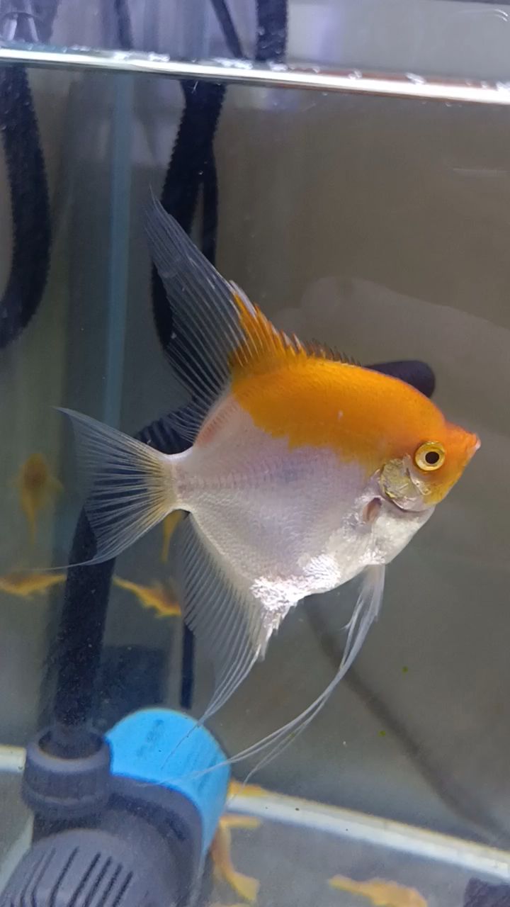 金头燕鱼,神仙鱼