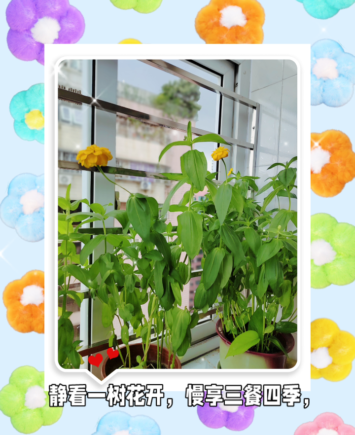 一日三餐四季,人间烟火疗愈人心。记录下平凡的每一个日常,让简单的生活也闪闪发光。