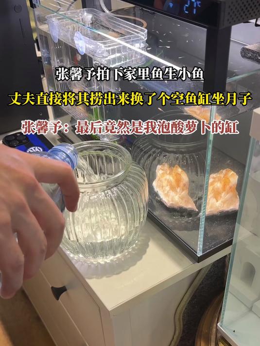 张馨予拍下家里鱼生小鱼,丈夫直接将其捞出来换了个空鱼缸坐月子