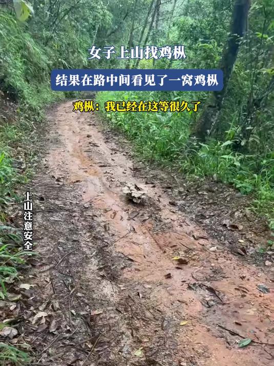 女子上山找鸡枞,结果在路中间看见了一窝鸡枞