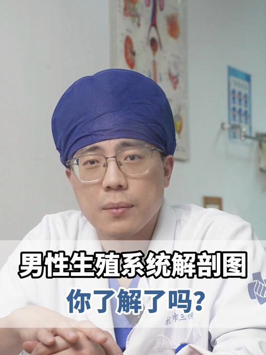 男性生殖系统解剖图,你了解了吗?