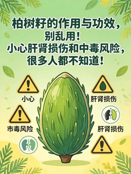 柏树籽的作用与功效,别乱用!小心肝肾损伤和中毒风险,很多人都不知道!(1)