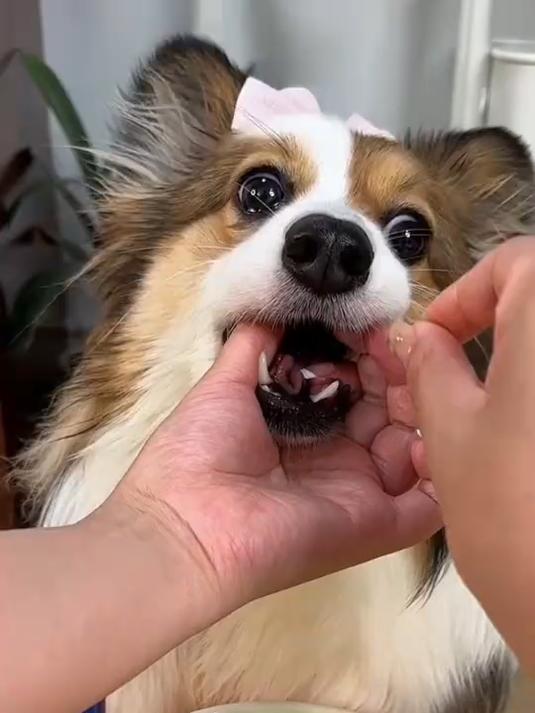 室宠鱼油美毛护肤猫咪狗狗专用宠物犬防掉毛脱毛鱼肝油卵磷脂美毛