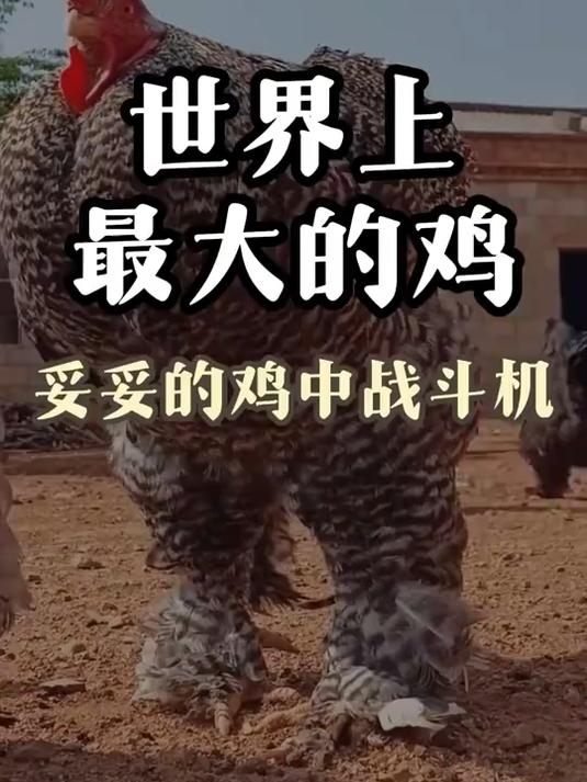 这鸡比小孩还高！探秘巨型婆罗门鸡，一只够吃三天