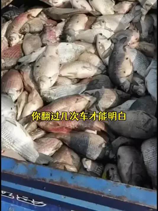 水霉危害大!提前预防很重要 水美净来帮忙 养鱼必知