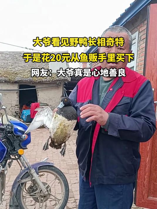 大爷看见野鸭长相奇特,于是花20元从鱼贩手里买下