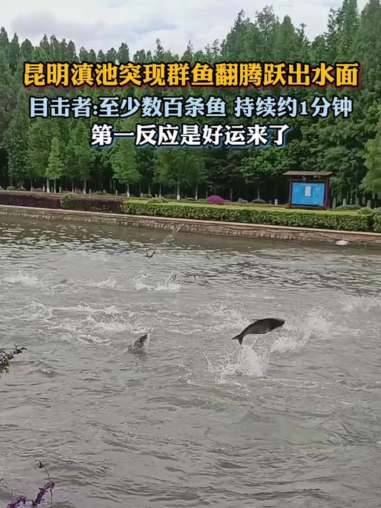 昆明滇池突现群鱼翻腾跃出水面,目击者:第一反应是好运来了