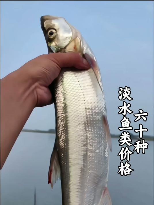 科普分享60种常见淡水鱼类及市场价格，你尝过其中哪几种？ #鱼#淡水鱼