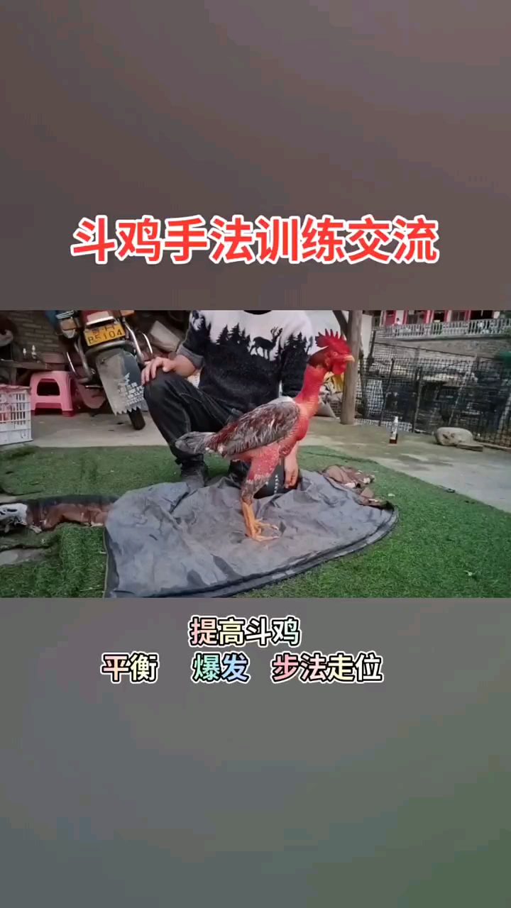 斗鸡手法训练交流