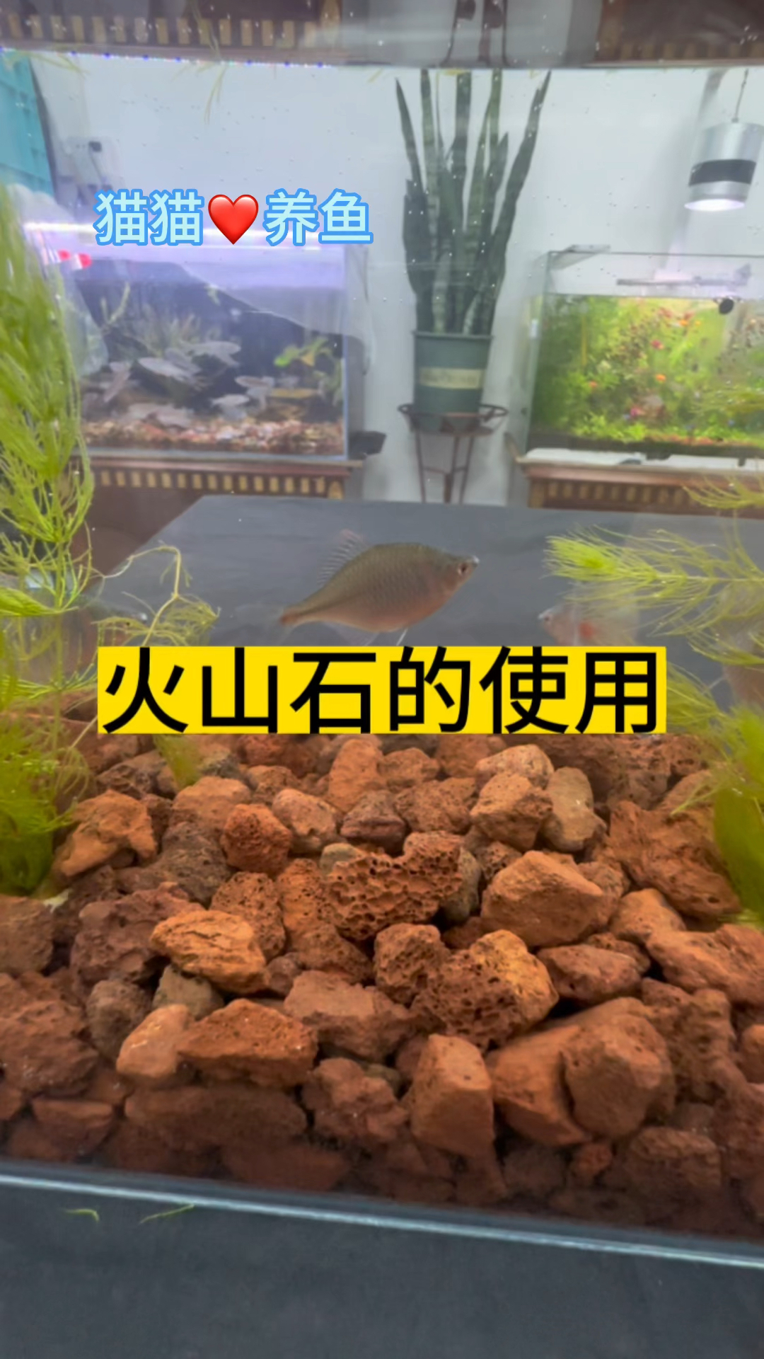 火山石能净化水质,重点是还便宜,鱼缸底砂我就用火山石