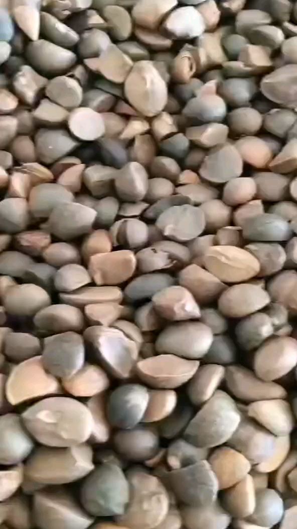 山茶油榨油机,小型茶油加工设备,
