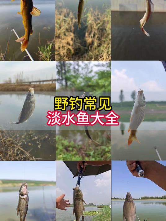 野钓常见淡水鱼你解锁了几种