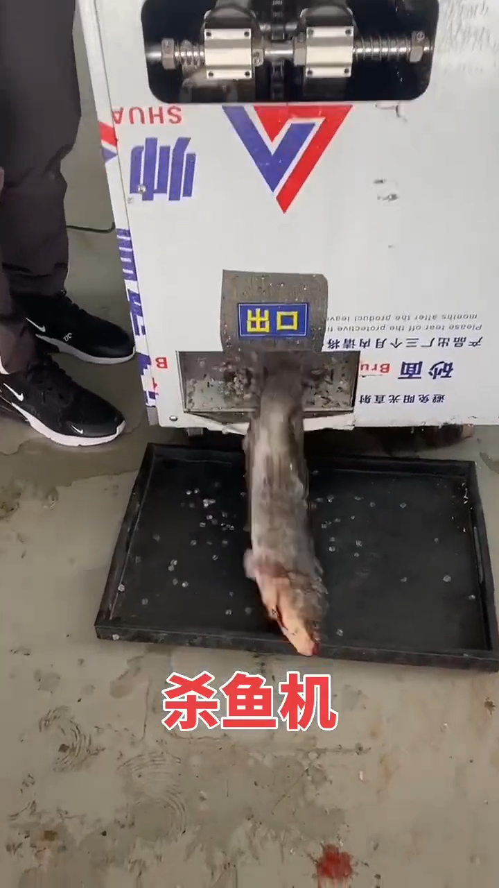黑鱼开肚去鳞,清江鱼杀鱼去内脏