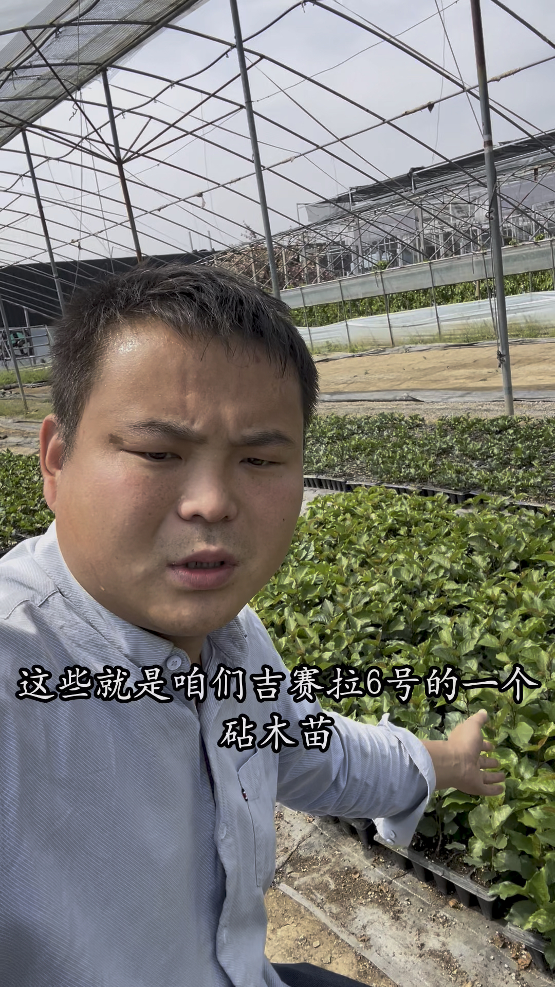 矮华大樱桃树苗用什么砧木嫁接“吉塞拉六号砧木苗”根系发达好栽植