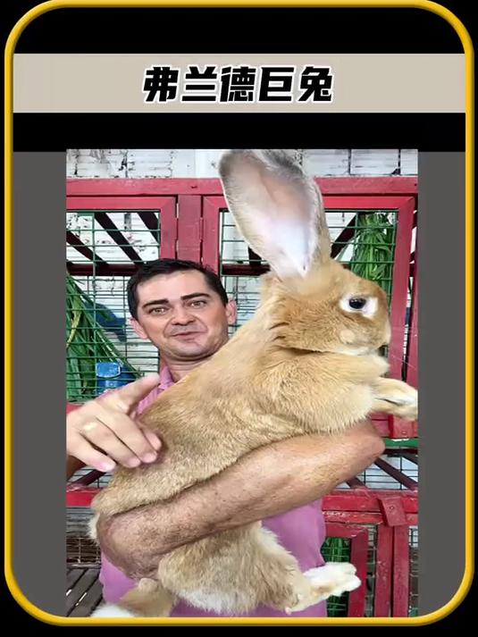有没有见过和人一样大的兔子,一只兔子的体重可以长到40斤重