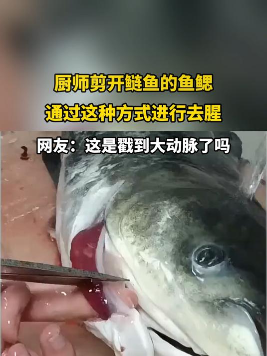 厨师剪开鲢鱼的鱼鳃，通过这种方式进行去腥