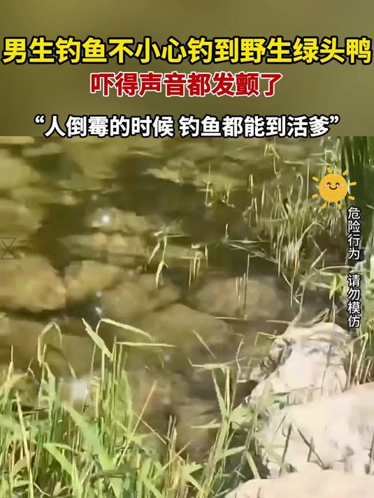 男生钓鱼不小心钓到野生绿头鸭