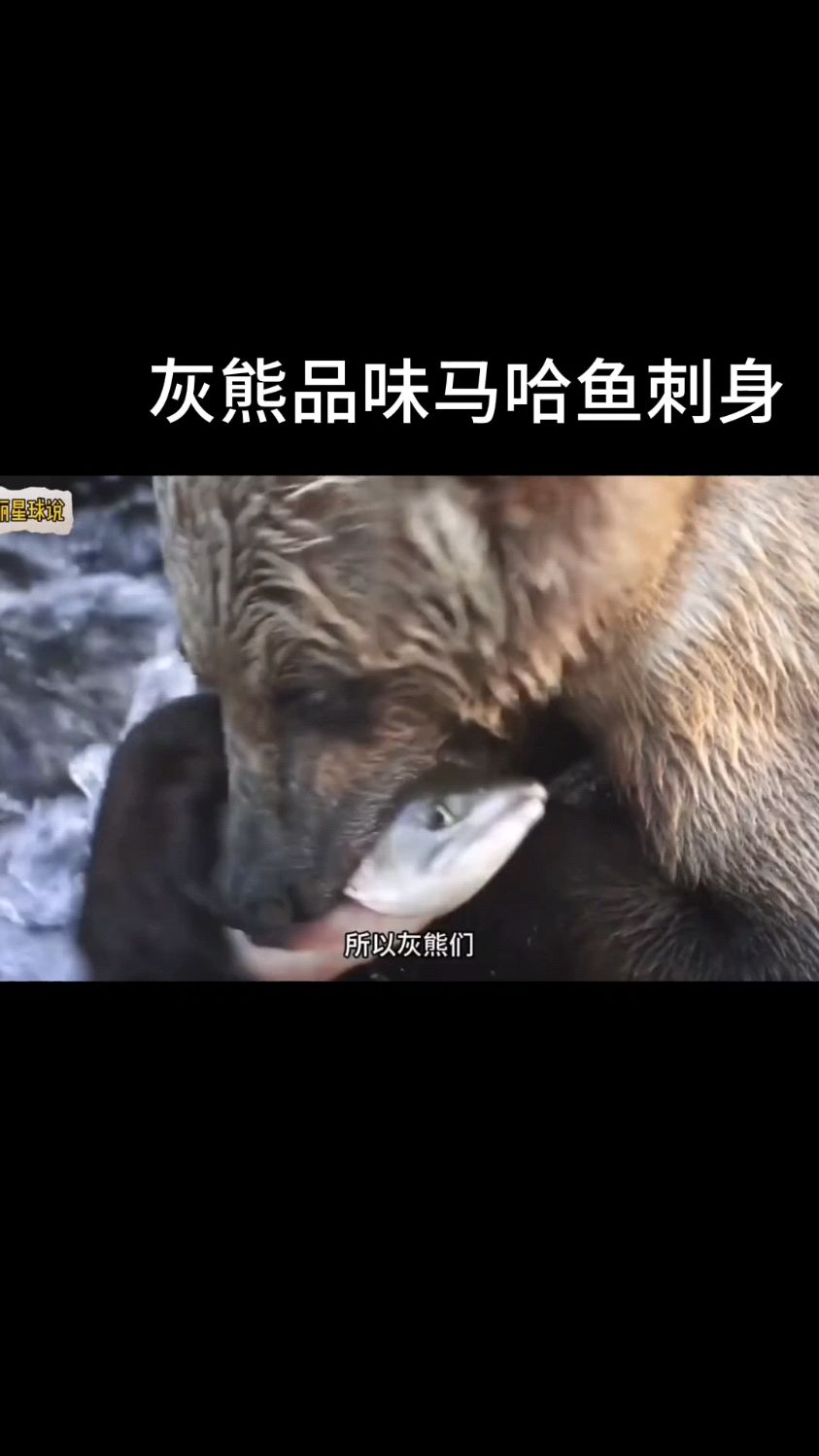 灰雄品味马哈鱼刺身