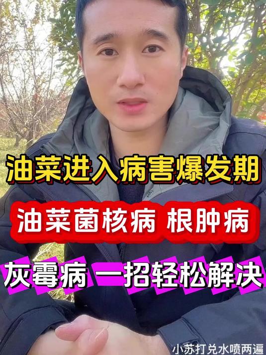油菜进入病害爆发期各种病害如何防治