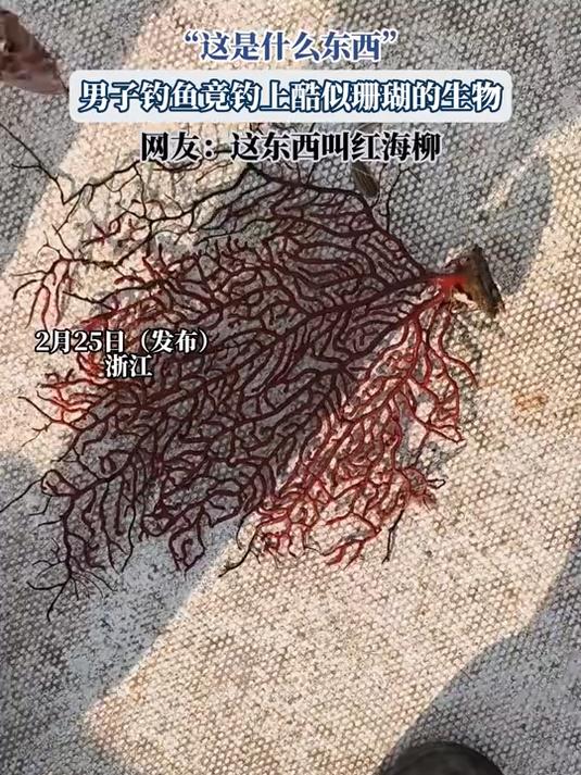 男子钓鱼竟钓上酷似珊瑚的生物,网友:这东西叫红海柳