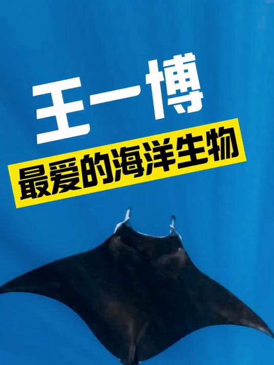 王一博最爱的海洋生物是什么 王一博潜水时最爱看到的生物居然是蝠鲼