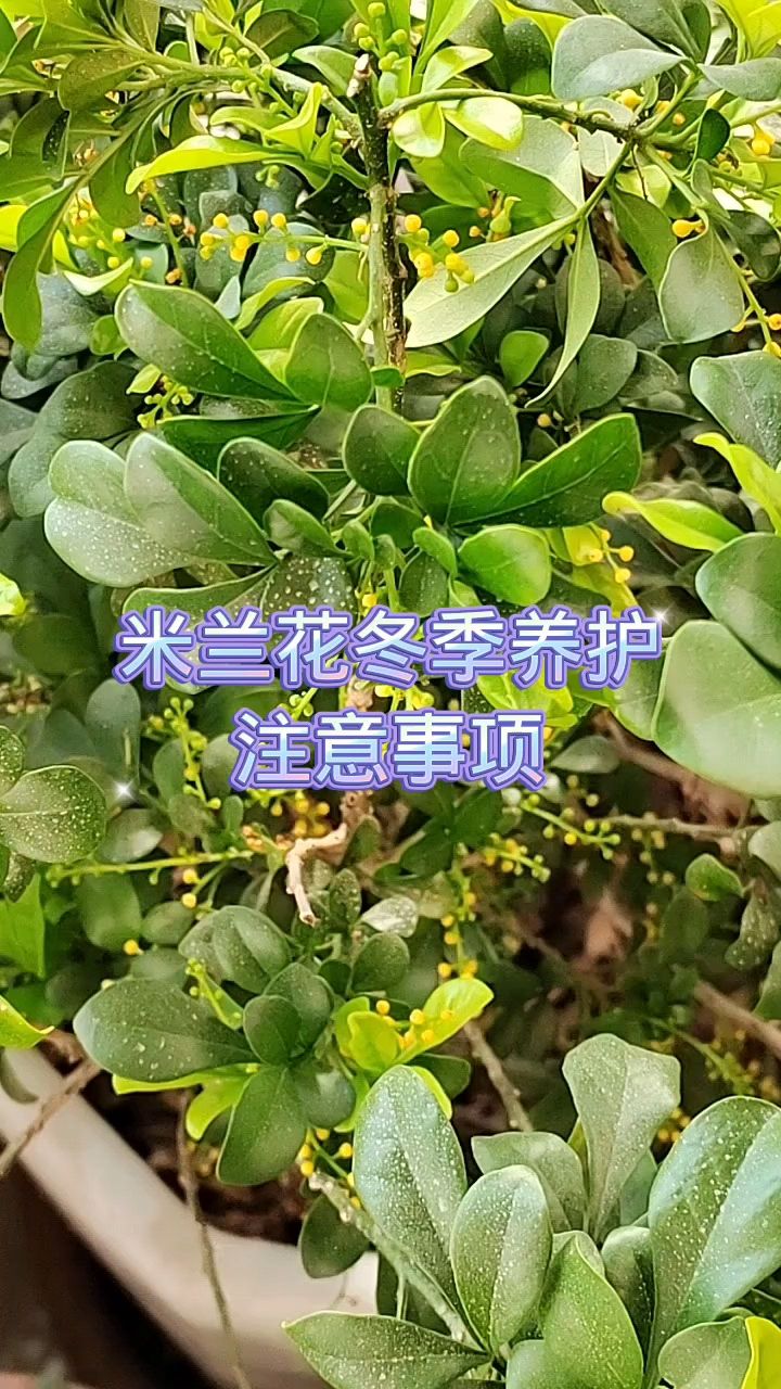米兰花冬季养护注意事项