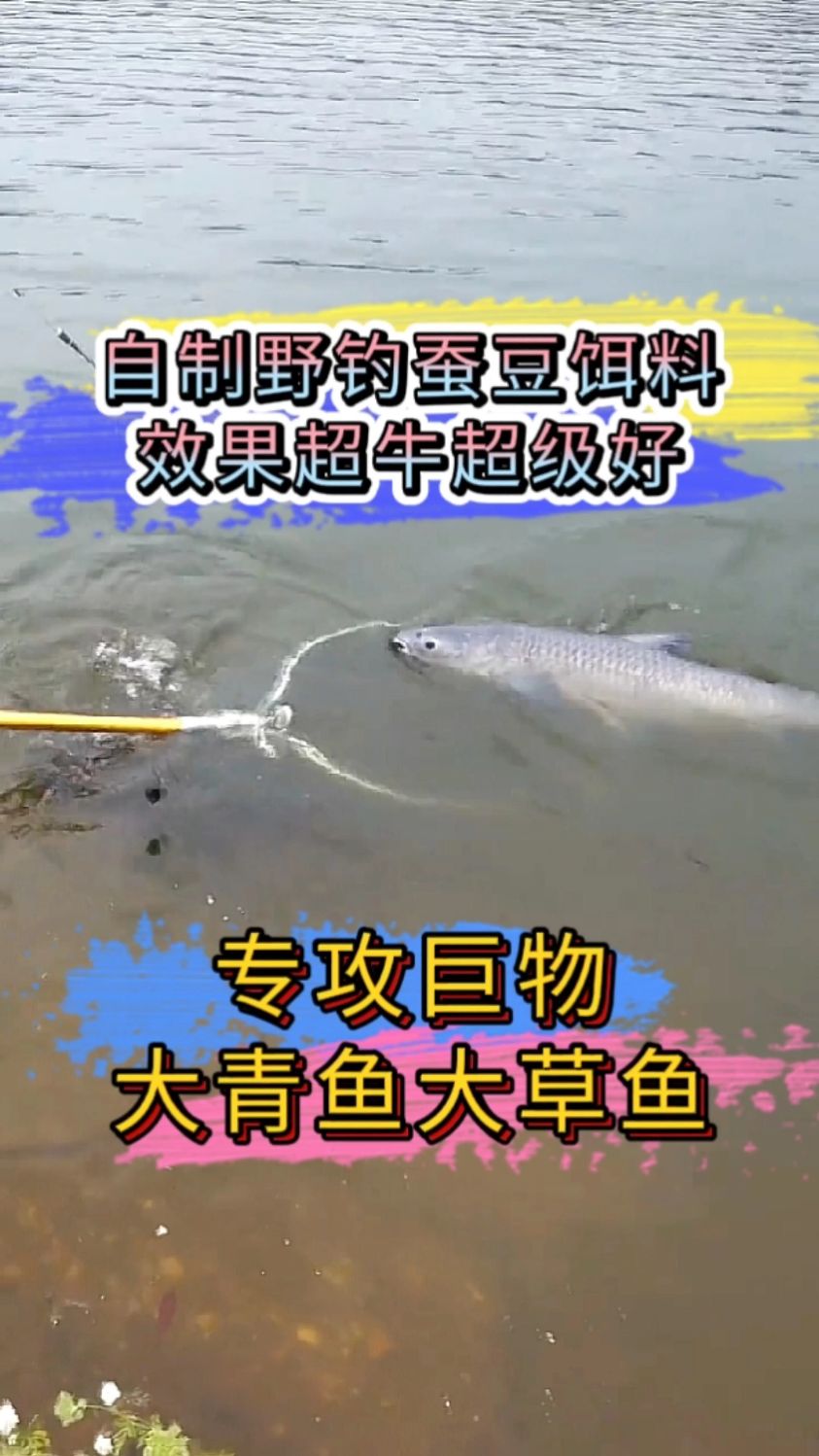 自制野钓大青鱼大草鱼蚕豆饵料,效果超牛超级好。
