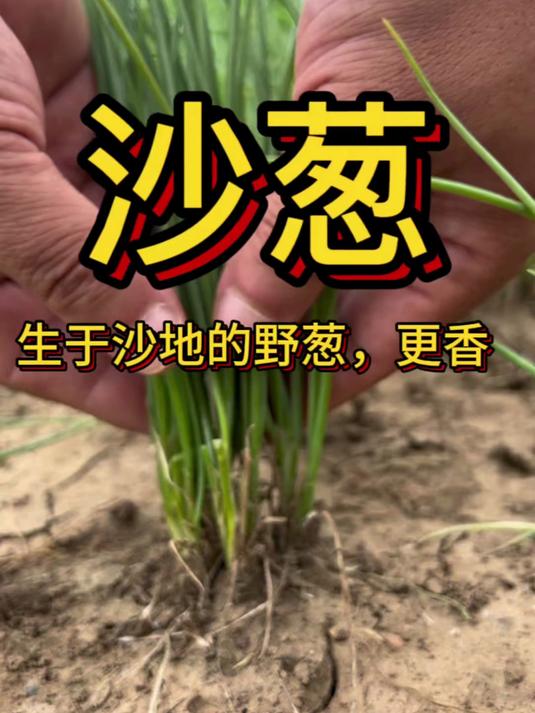 沙地里种出来的沙葱你们吃过吗真的很香
