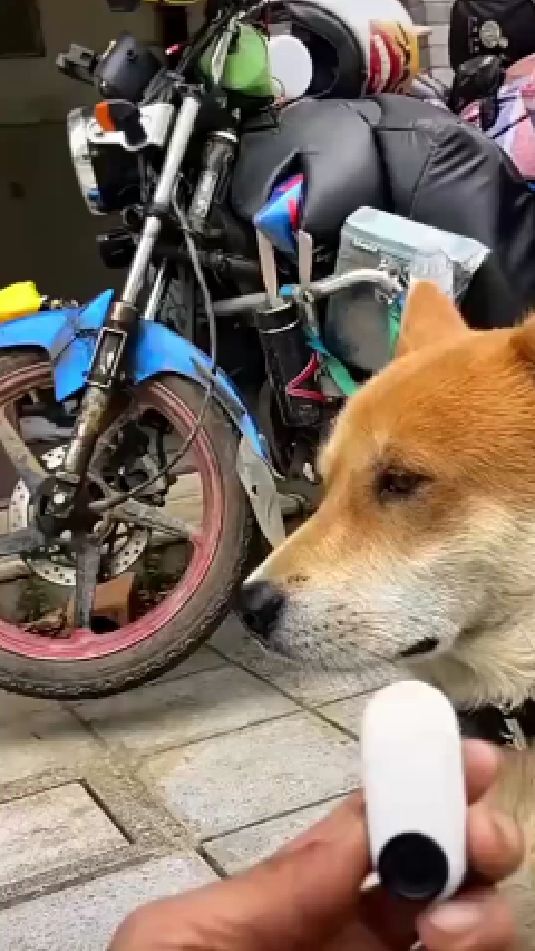 第一次当狗篮子