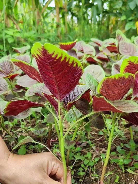 亲子种植超适宜!红苋菜种子好种好管,共享种植温馨时刻