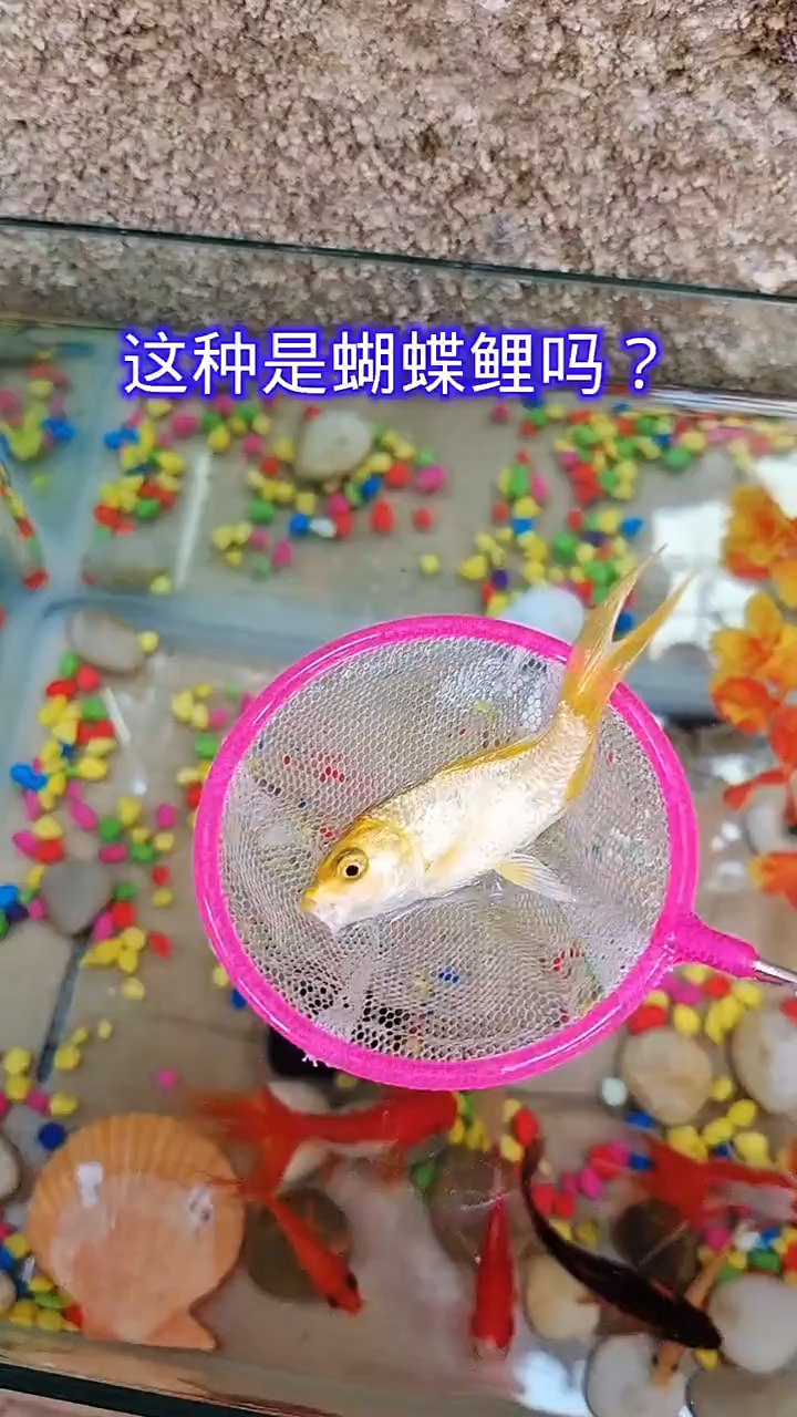漂亮的蝴蝶鲤鱼?