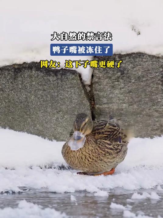 大自然的禁言法,鸭子嘴被冻住了,网友:这下子嘴更硬了