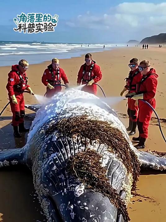 这条鲸鱼搁浅在沙滩上已经很久了,它的处境现在是特别的危险!