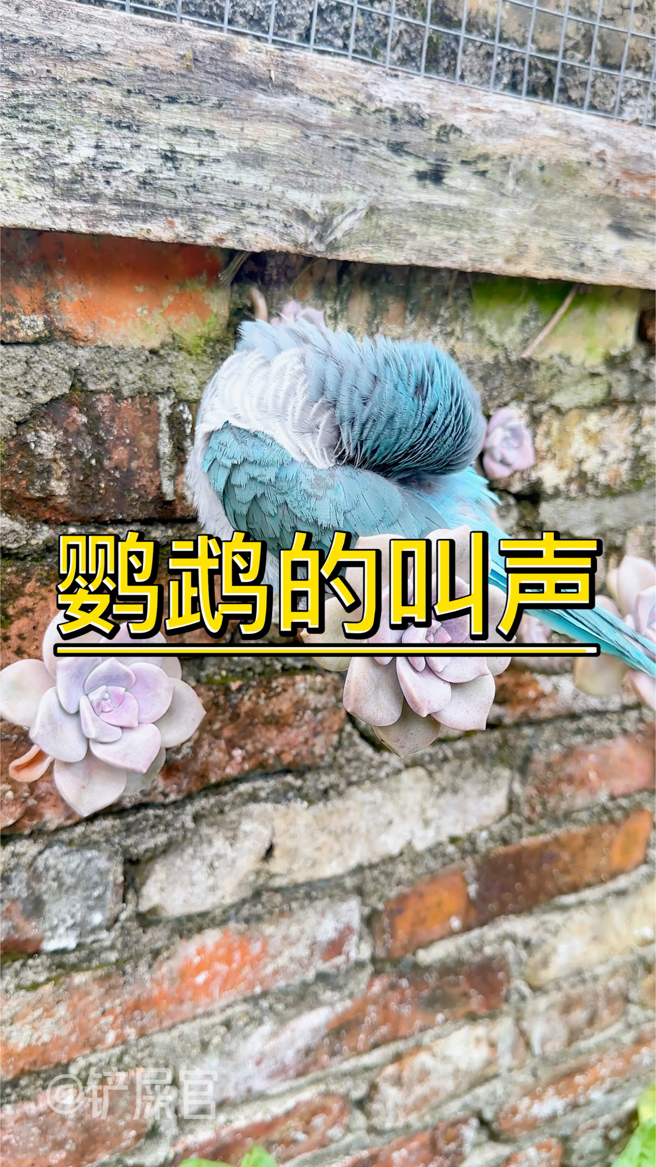 鹦鹉的叫声你听过哪些