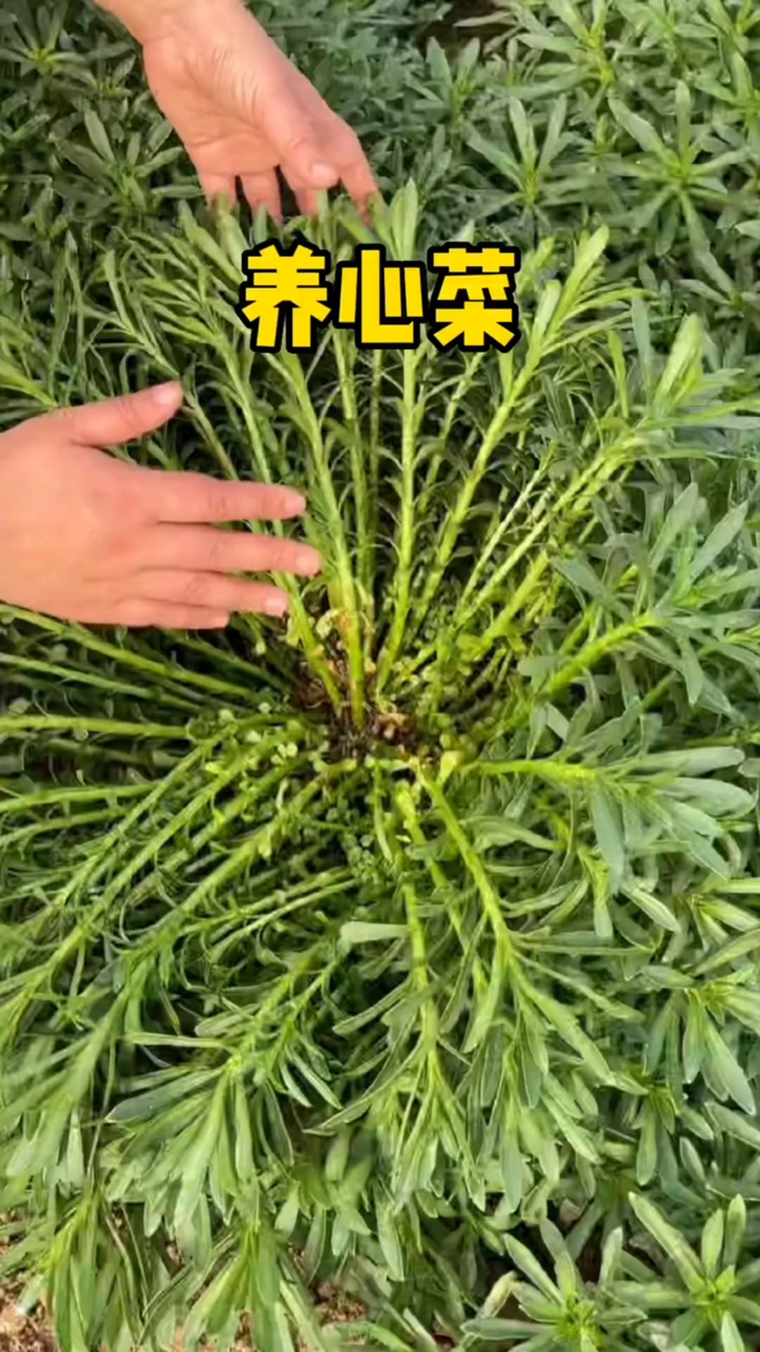 家里种上养心菜,再也不用喝牛奶!