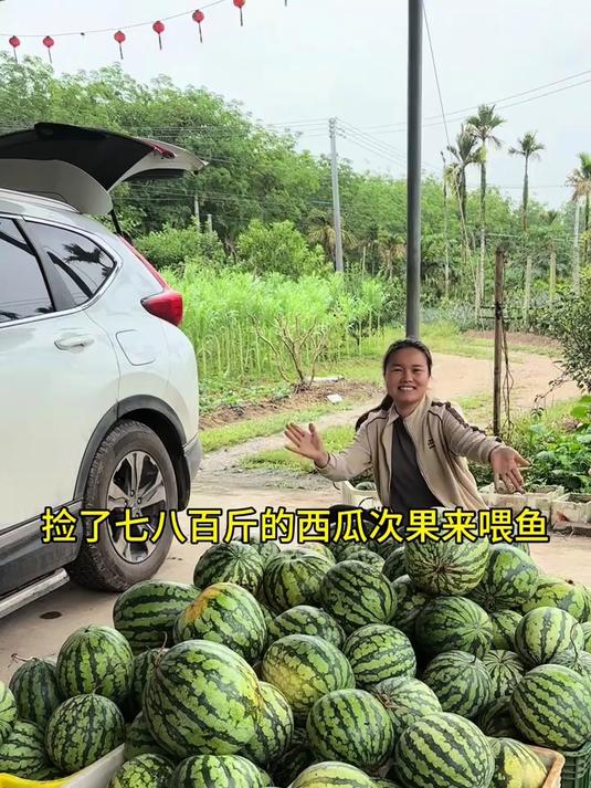 去捡几百斤西瓜来喂水果鱼,各种水果养出来的草鱼都有十来斤一条